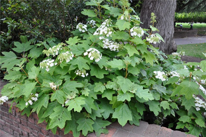 Hydrangea quercifolia