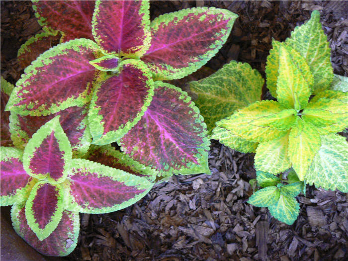 Plant photo of: Solenostemon scutellarioides