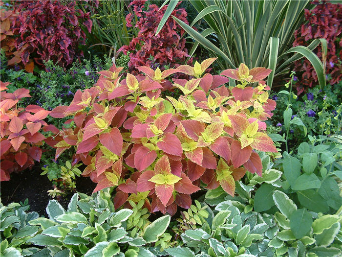 Plant photo of: Solenostemon scutellarioides