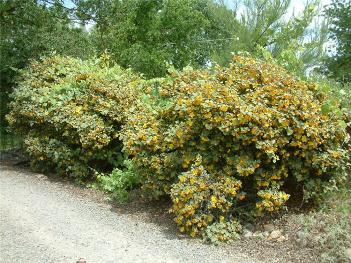 Plant photo of: Fremontodendron 'Ken Taylor'