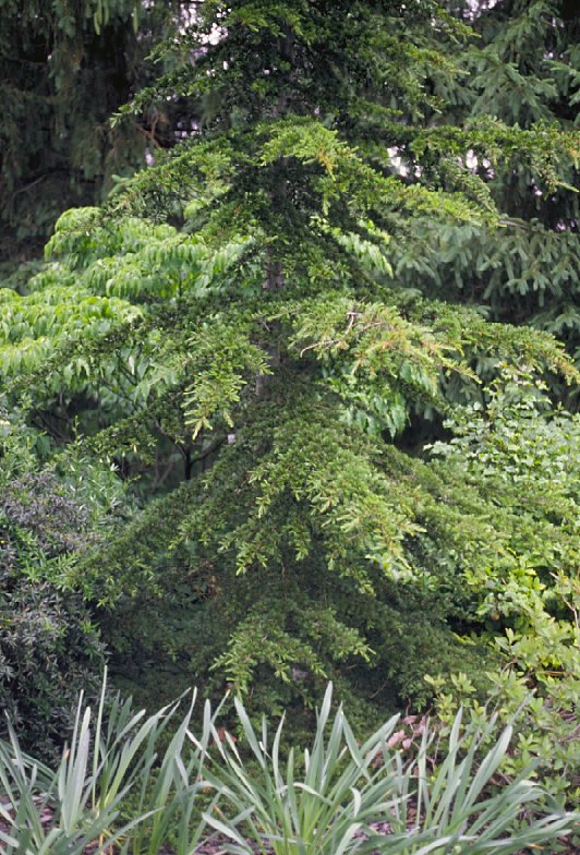 Cedrus libani