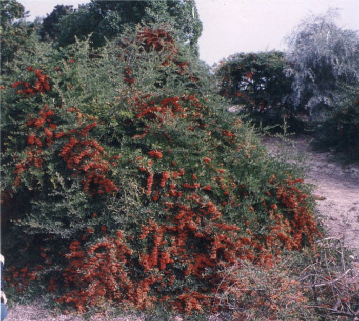 Plant photo of: Pyracantha 'Fiery Cascade'