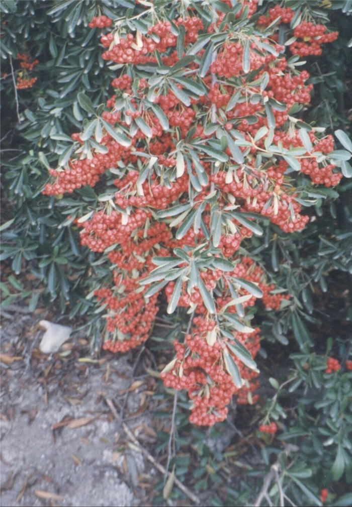 Plant photo of: Pyracantha 'Fiery Cascade'