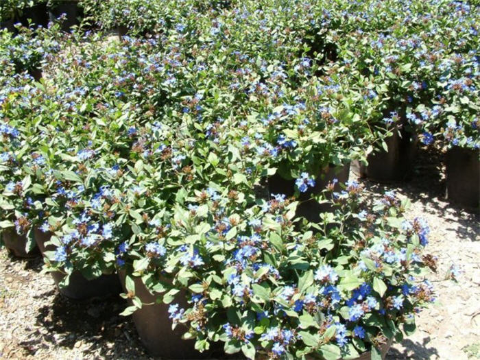 Plant photo of: Ceratostigma plumbaginoides