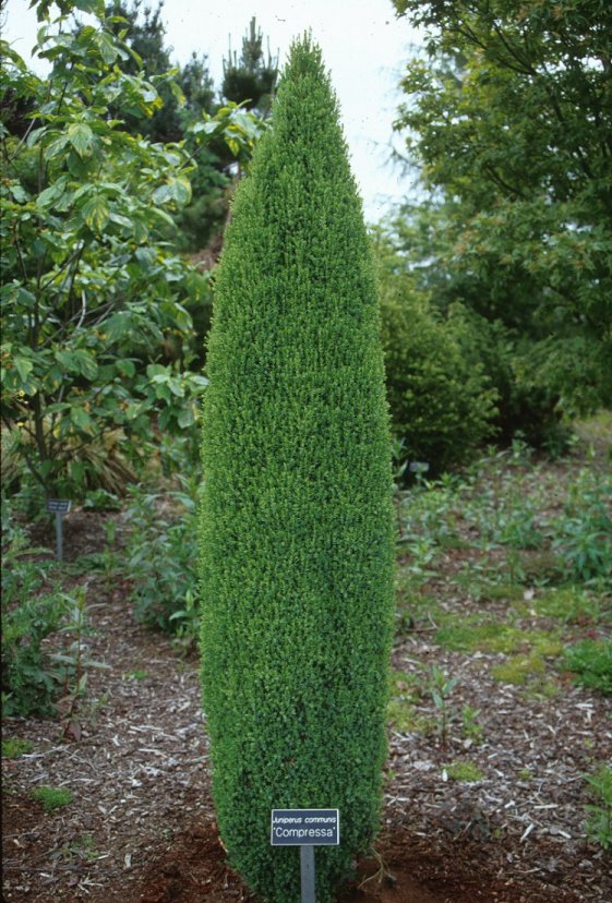 Juniperus communis 'Compressa'