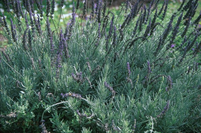 Plant photo of: Lavandula 'Goodwin Creek Grey'