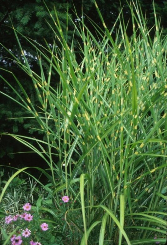 Miscanthus sinensis 'Zebrinus'