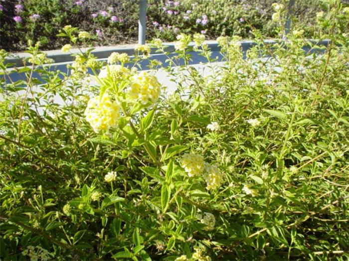 Yellow Trailing Lantana