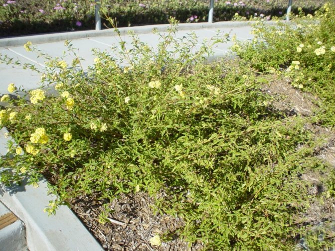 Plant photo of: Lantana 'Spreading Yellow'