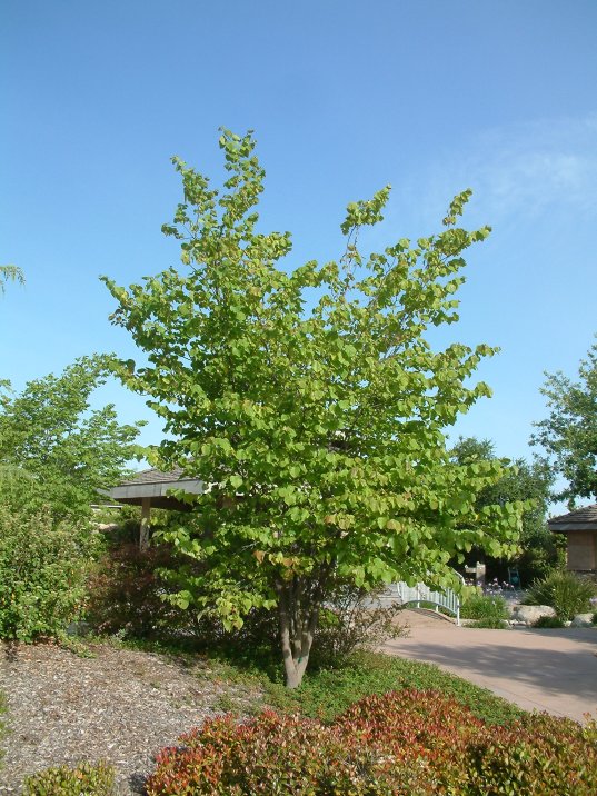 Cercis occidentalis