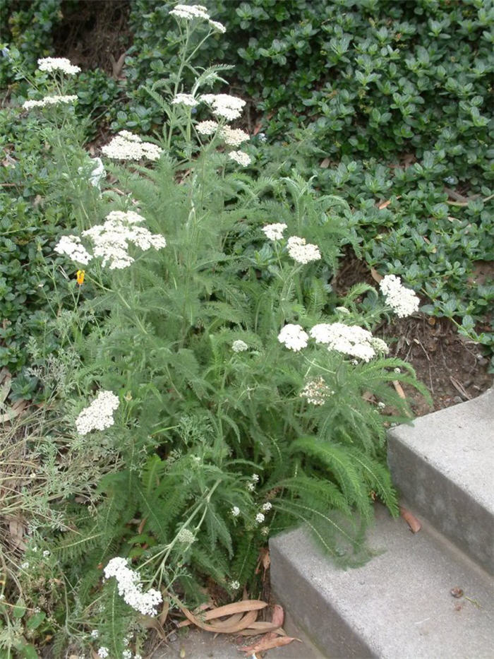 Achillea millefolium