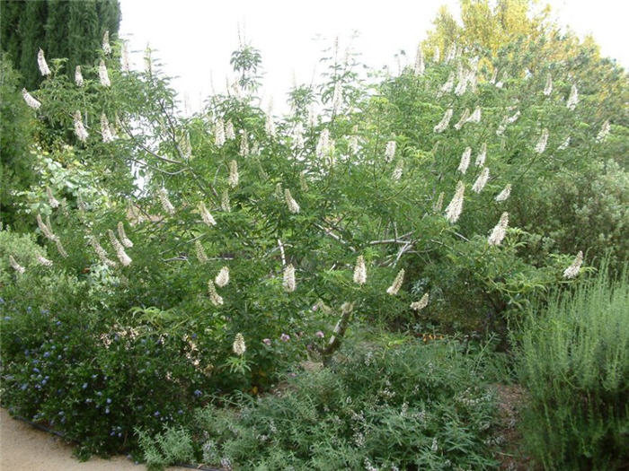 Plant photo of: Aesculus californica