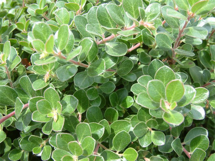 Plant photo of: Arctostaphylos densiflora 'Emerald Carpe