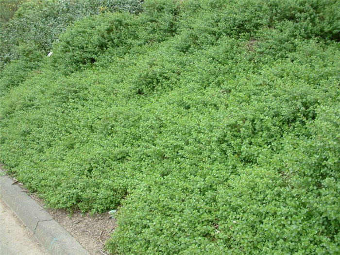 Baccharis piluraris 'Twin Peaks'