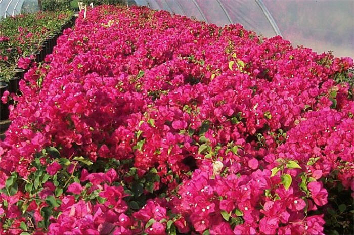 Barbara Karst Red Bougainvillea