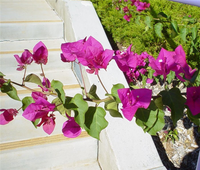 Plant photo of: Bougainvillea 'Barbara Karst'