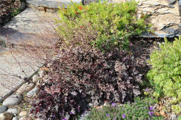 Plant photo of: Heuchera 'Palace Purple'