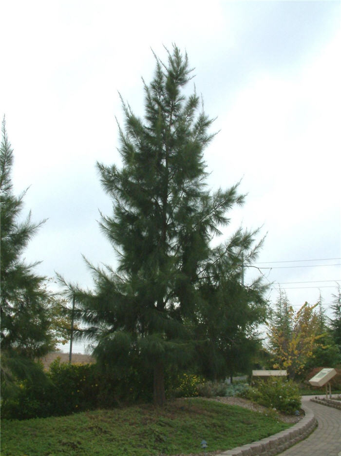 Casuarina stricta