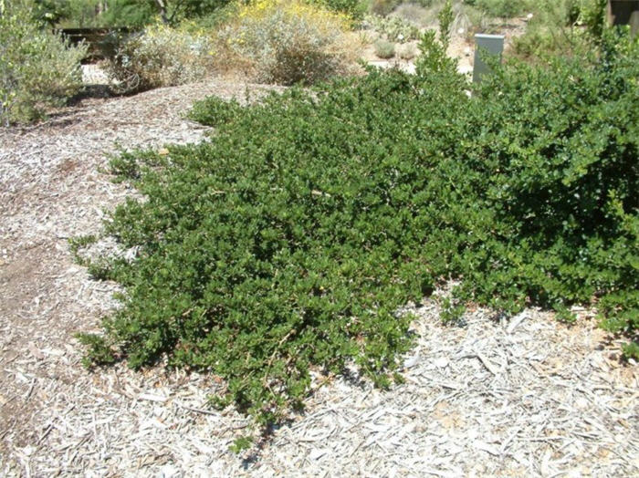 Plant photo of: Ceanothus 'Joyce Coulter'