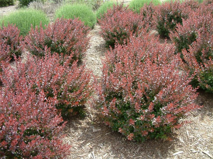 Plant photo of: Berberis thunbergii 'Crimson Pygmy'