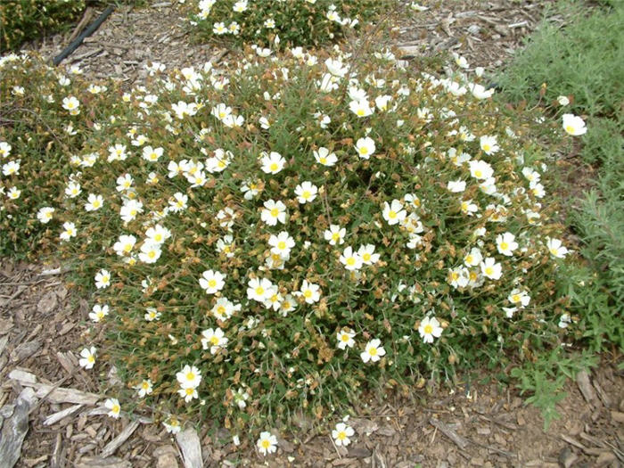 Plant photo of: Cistus salviifolius