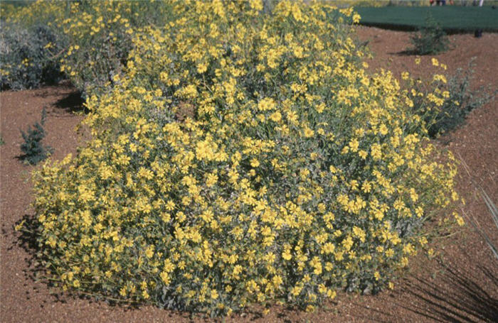 Brittlebush, Incienso