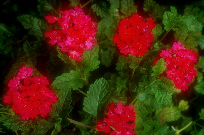 Rose or Purple Verbena