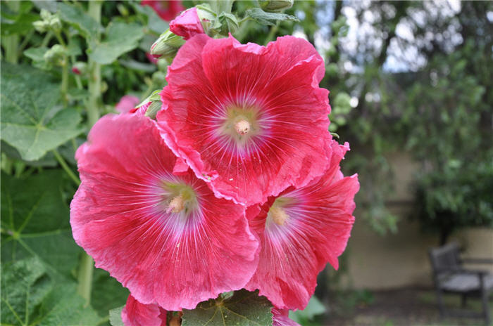 Plant photo of: Alcea rosea