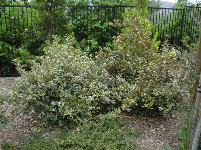 Plant photo of: Elaeagnus pungens 'Fruitlandii'