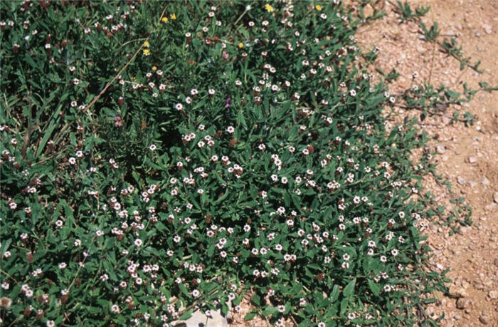 Phyla nodiflora