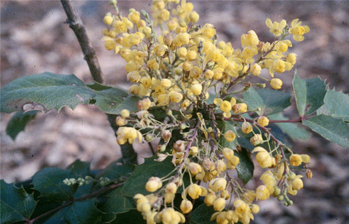 Berberis 'Golden Abundance'