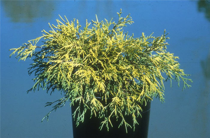 Chamaecyparis pisifera 'Filifera Aurea'