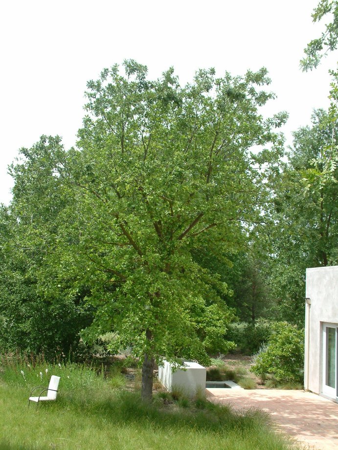 Quercus lobata