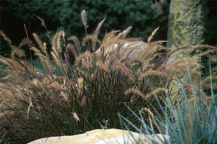 Dwarf Red Fountain Grass