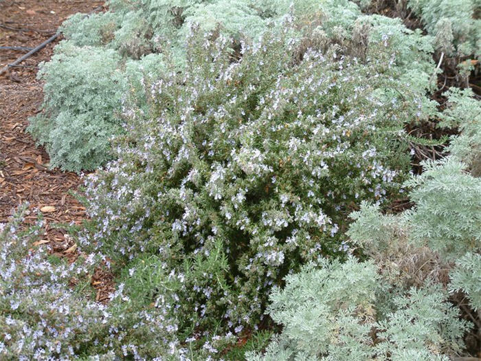 Plant photo of: Rosmarinus officinalis 'Prostratus'