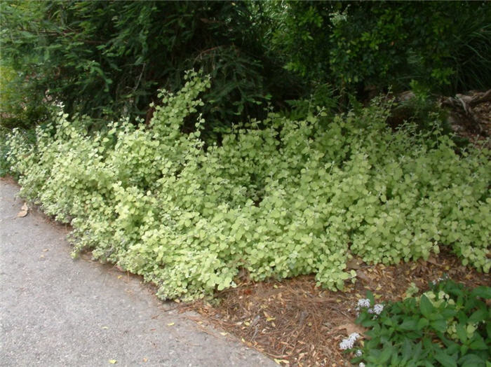 Helichrysum petiolare 'Limelight'