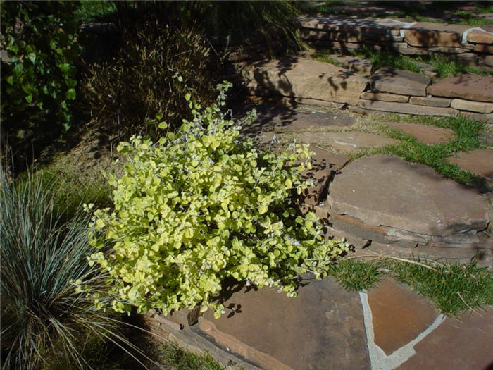 Plant photo of: Helichrysum petiolare 'Limelight'