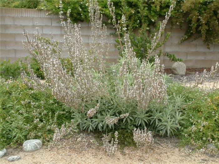 White Sage, Sacred White Sage, Bee