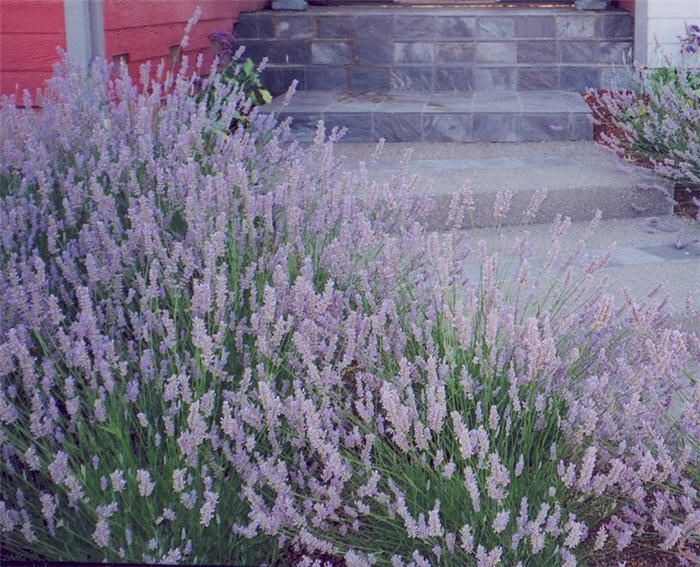 Lavandula X intermedia 'Provence'