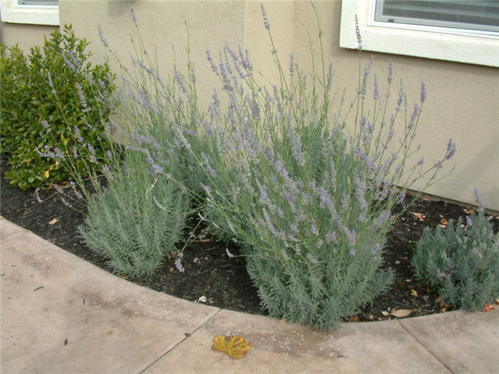 Plant photo of: Lavandula X intermedia 'Provence'