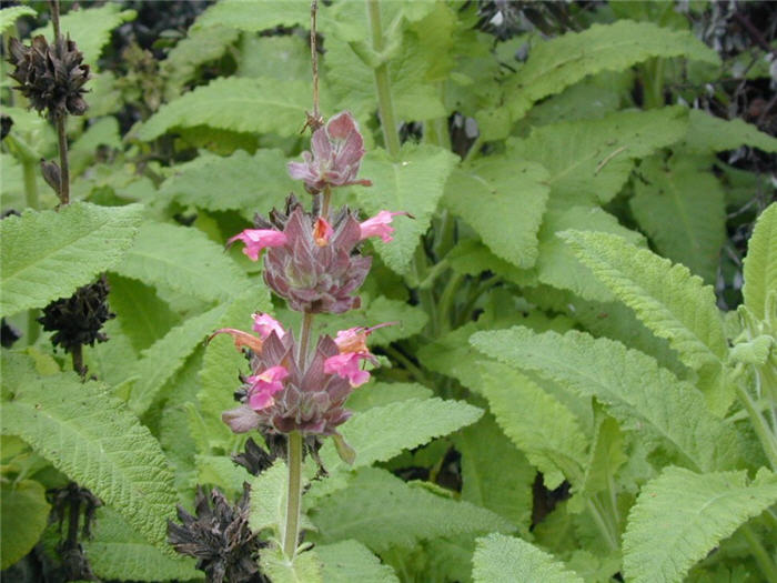 Hummingbird or Pitcher Sage