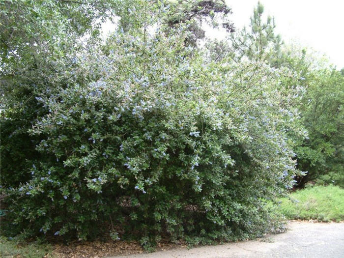 Plant photo of: Ceanothus 'Ray Hartman'