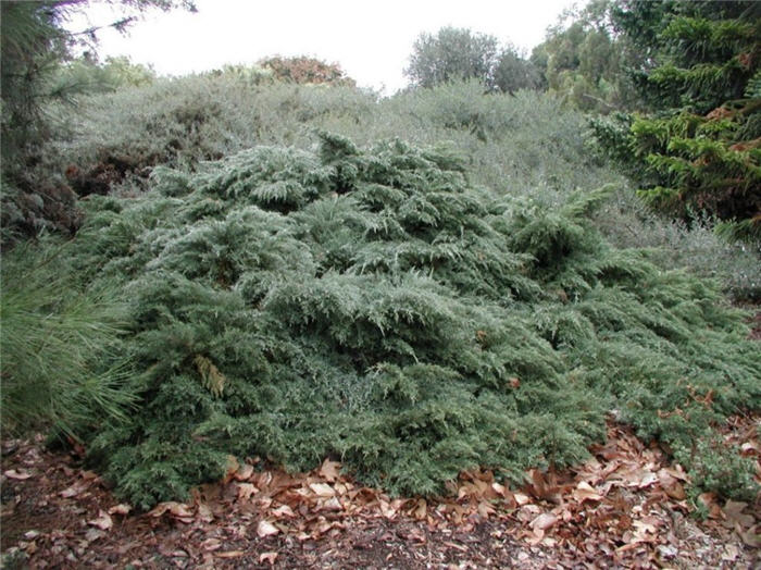 Plant photo of: Juniperus X pfitzeriana