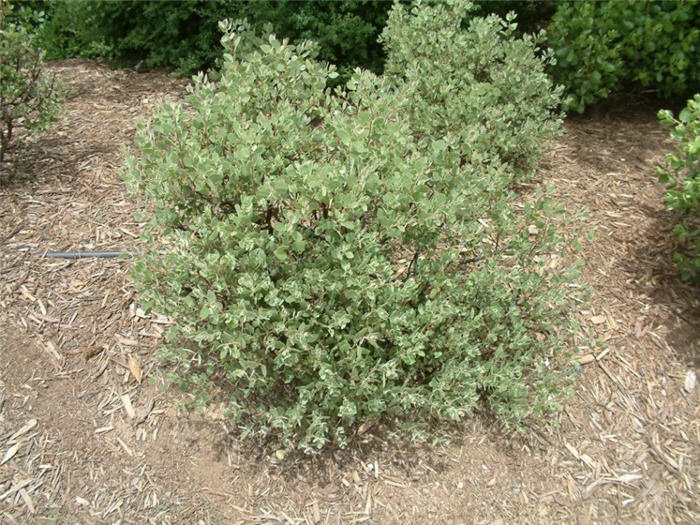 Plant photo of: Arctostaphylos bakeri 'Louis Edmunds'