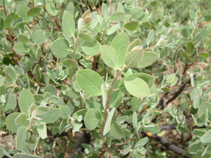 Plant photo of: Arctostaphylos bakeri 'Louis Edmunds'