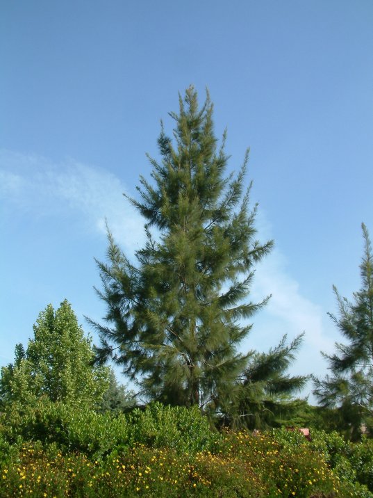 Plant photo of: Casuarina cunninghamiana