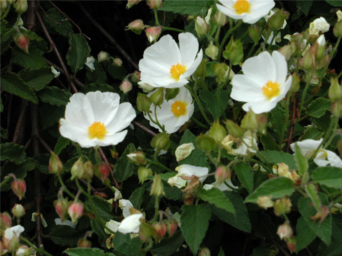 Plant photo of: Cistus X hybridus