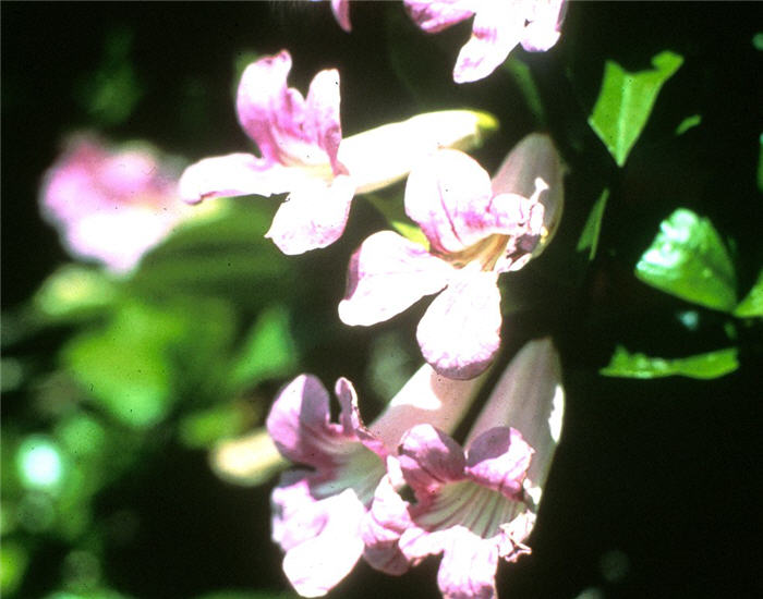 Plant photo of: Clytostoma callistegioides