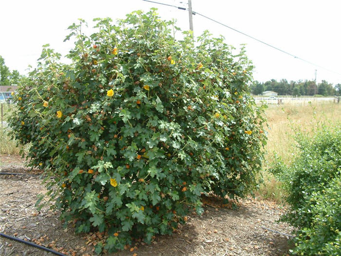 Plant photo of: Fremontodendron 'Pacific Sunset'