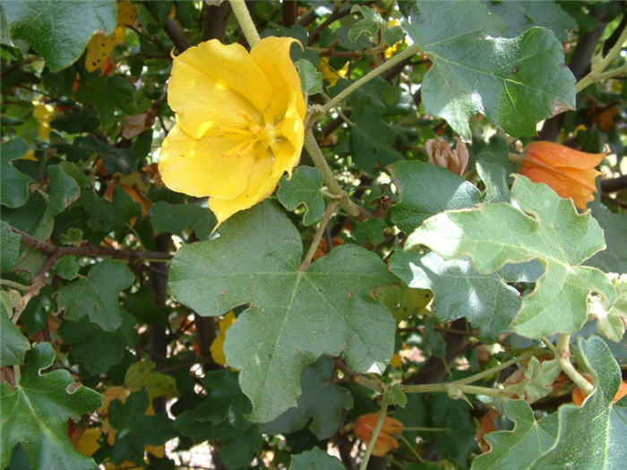 Plant photo of: Fremontodendron 'Pacific Sunset'